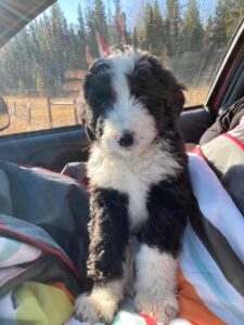 Us bringing Shadow our puppy home in the car