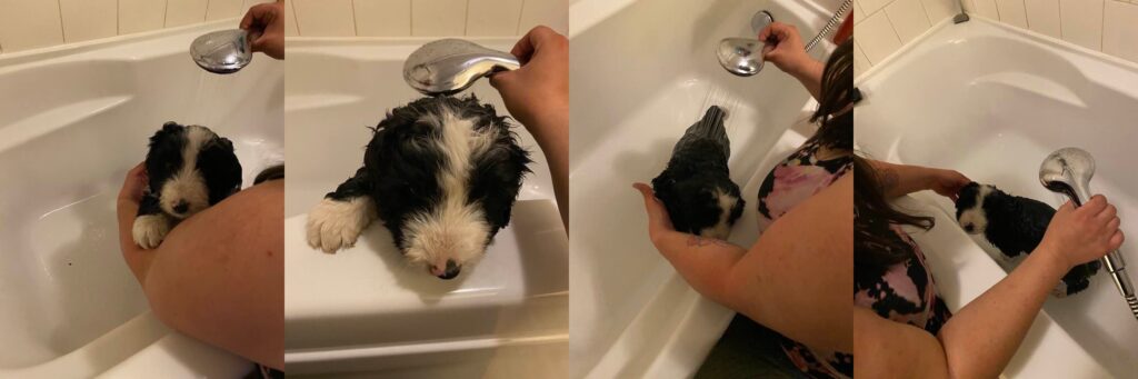 Shadow's first bath.