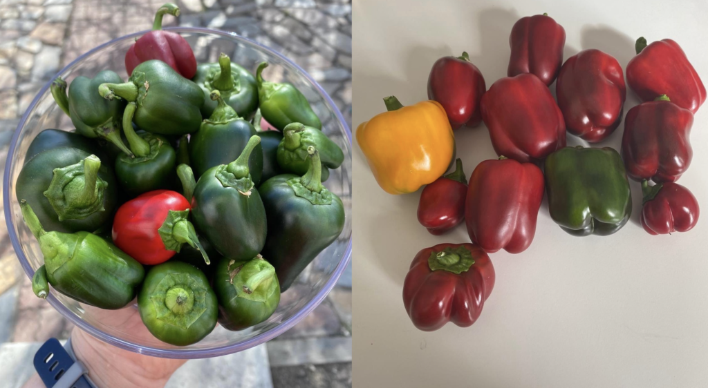 Green and red peppers that we grew in our Tower Garden Flex